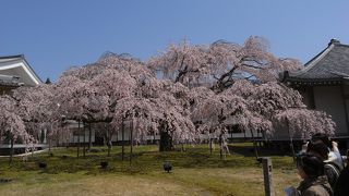 さすが太閤花見の地