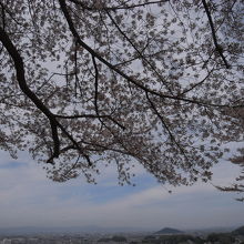 桜越しにみる奈良盆地