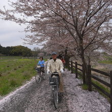 桜吹雪の中をサイクリングするのは楽しい