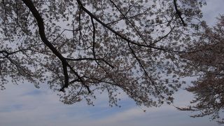 4月中旬には桜も咲きます
