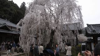 しだれ桜が見事