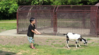 やぎの散歩