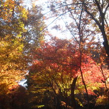 12月も中旬になろうとしていてもまだ紅葉がきれいでした