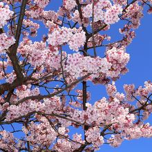 日本一の早咲き　あたみ桜