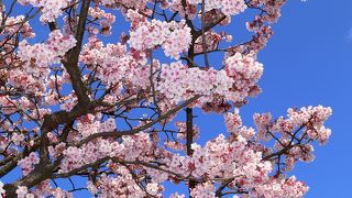 日本一の　早咲き　あたみ桜