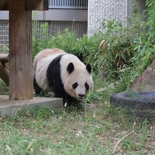 ジャイアントパンダのタンタン