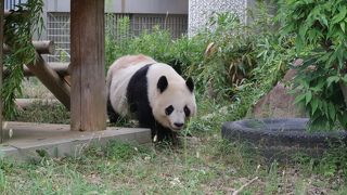 パンダがゆっくり見れます