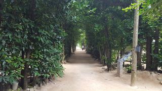 沖縄の豊かな自然を再認識