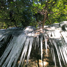 最長のものは大人の背丈くらいある