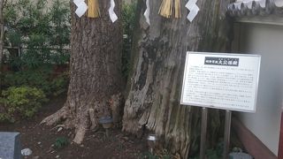 東京の歴史を伝える大イチョウ