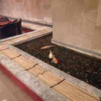 優雅に鯉が泳いでいます