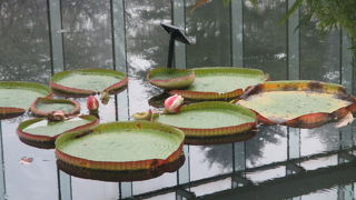 裏にある温室養生施設も欠かすことの出来ない裏方です。