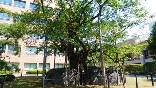 生命力を感じさせる桜です。