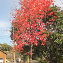 駐車場の隅では紅葉？…