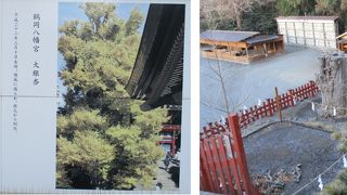 倒木後の様子を確認　大銀杏の若木がすくすく