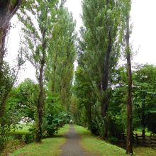 ポプラ並木