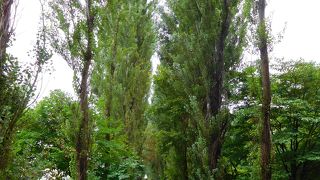 北大に来たら必ず立ち寄るところ。