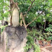 秋の朝の三島の散歩道　菰池公園　桜川　白瀧公園　愛染院跡　三島駅