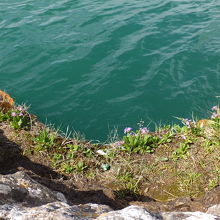 水辺に小さなお花が咲いていました