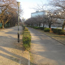 南天満公園桜並木道