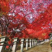 鮮やかな紅葉のトンネル