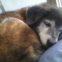 マスコット犬のはーるちゃん