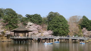 桜の季節は桜と浮見堂の景色がとってもきれい
