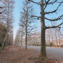 プラタナス並木