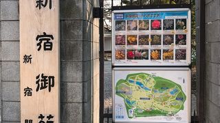 プラタナス並木がよい「新宿御苑」