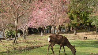 奈良公園といったら鹿