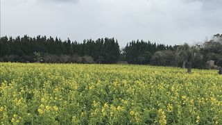 菜の花畑が素敵です