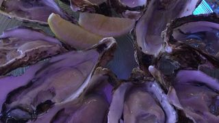 99円で牡蠣が食べられるお店 蘭鋳