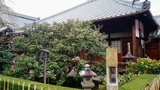 「五色八重散椿」が見られた「椿寺(地蔵院)」