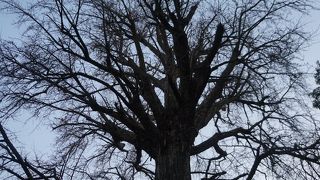 雄樹にして成長力を持続