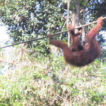 餌をもらいに来るオラウータン