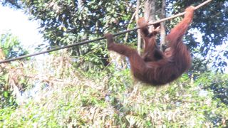 オラウータン出てきてくれました！！！