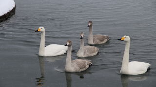 オオハクチョウを間近で観察できます