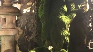 苔で覆われています