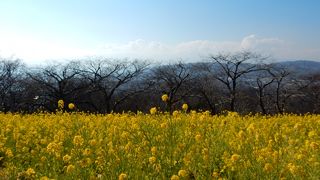 気軽な山の菜の花