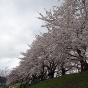 見渡すかぎりの桜！！