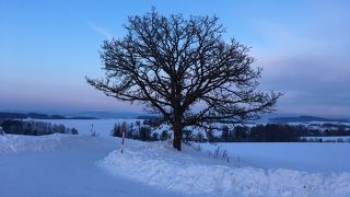 雪の中に立つ木