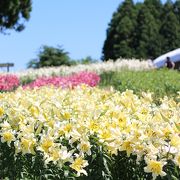 山奥にあるゆり園は一面ゆり