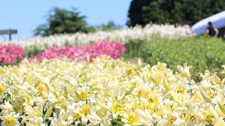 南くりこま高原 一迫ゆり園