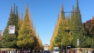 銀杏並木で有名