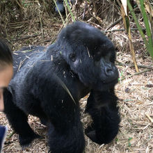 マウンテンゴリラ