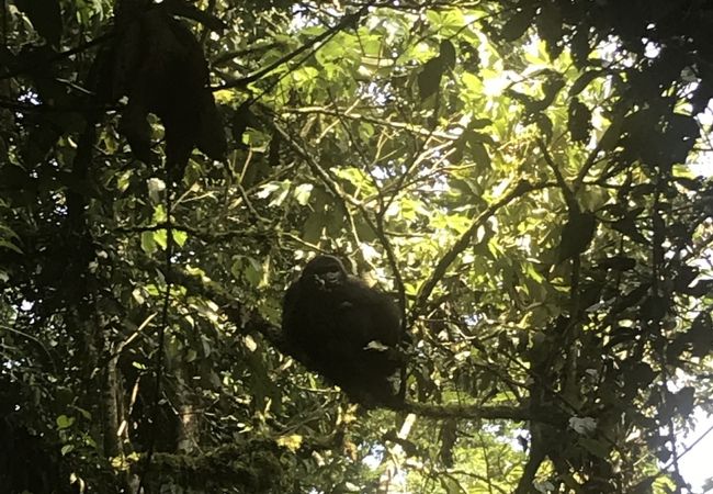 野生のゴリラに会える