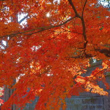 局門左手の紅葉