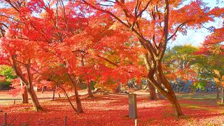 紅葉ヶ丘は真っ赤