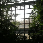 冬でも温室の熱帯植物で楽しめました