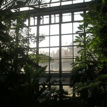 背の高い熱帯植物を集めた温室があります